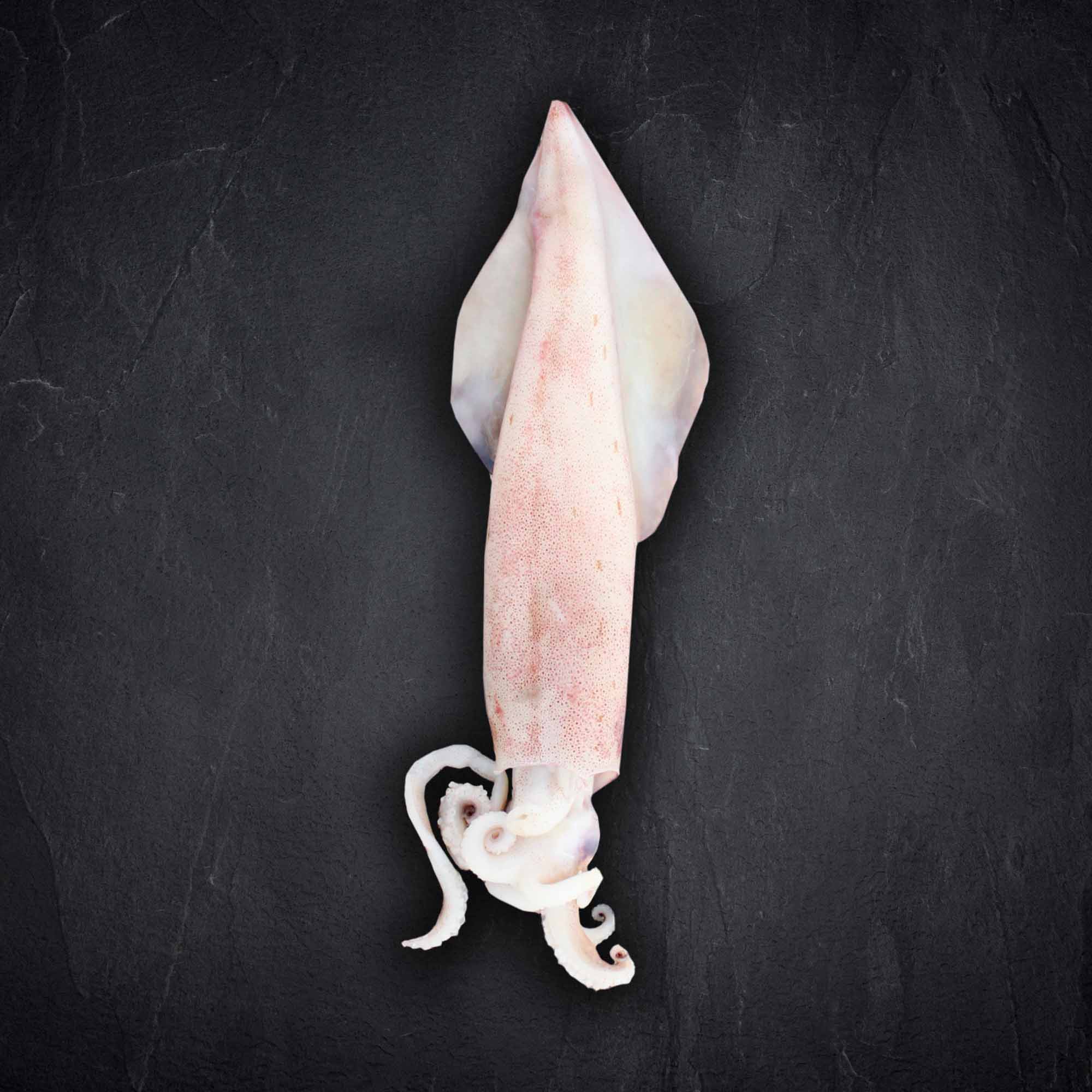 Fisch & Meeresfruechte Produktbilder Produktbild: Fisch & Meeresfruechte Produktbilder