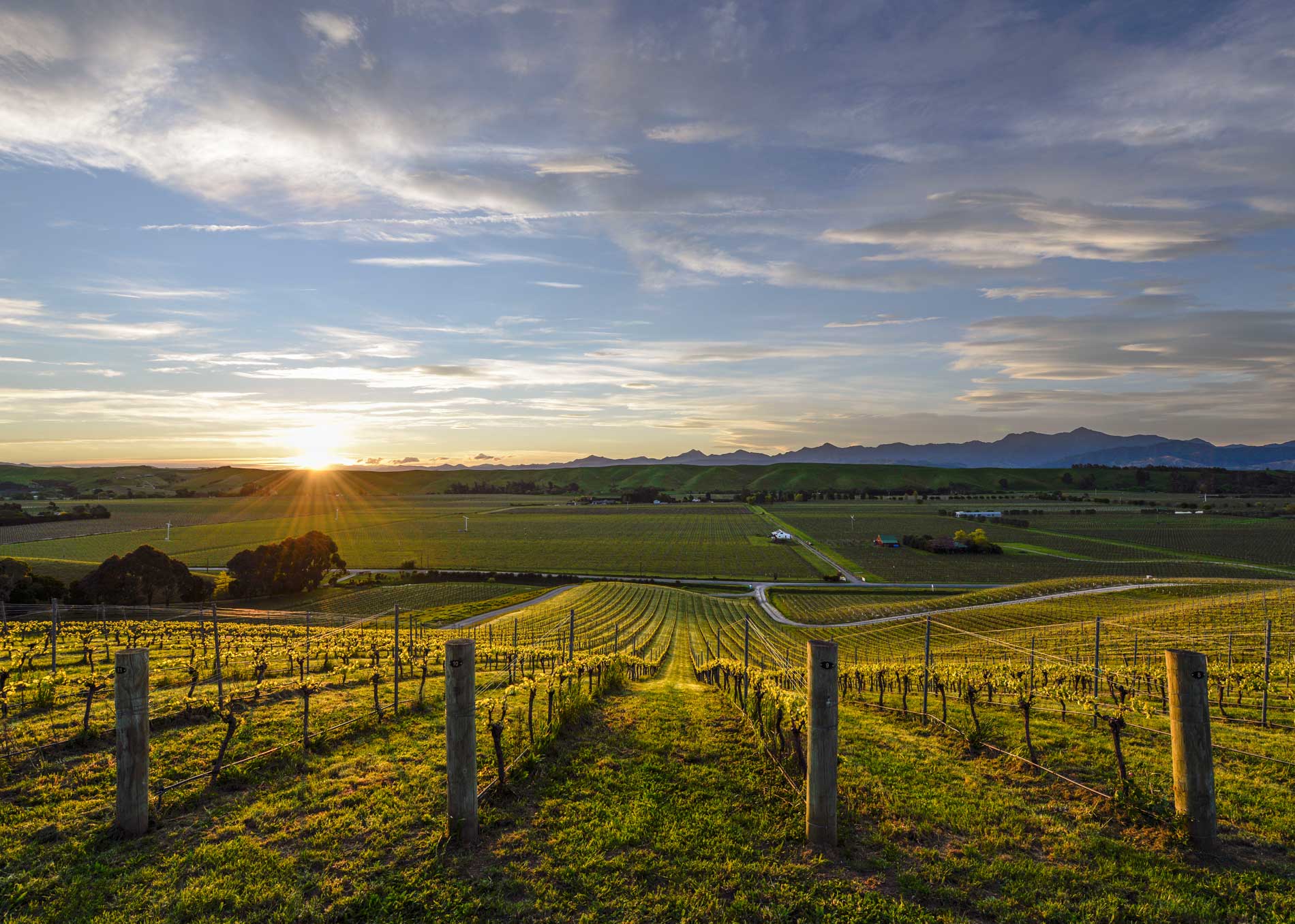 Produktbild: Greywacke Weinfeld Sonnenuntergang