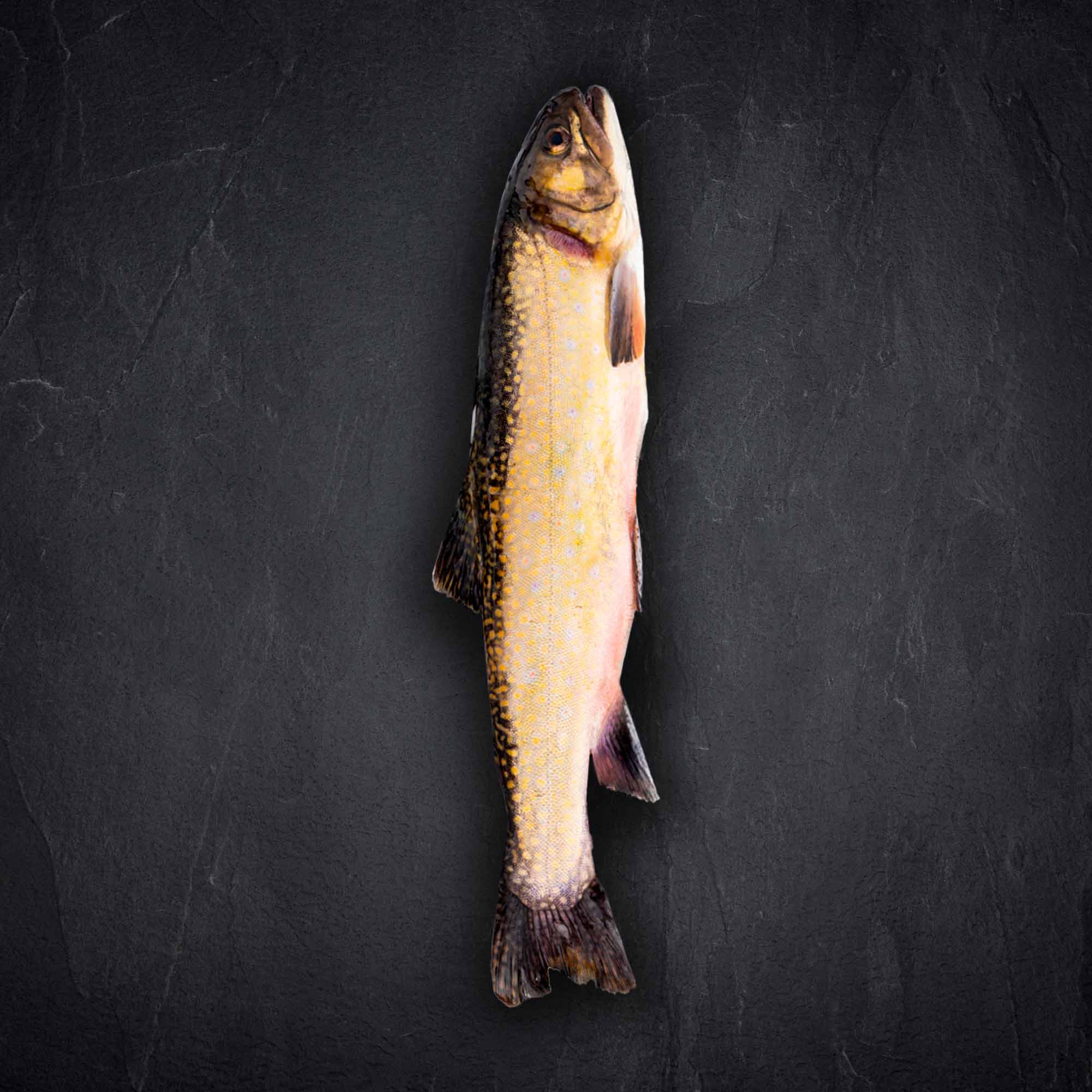 Fisch & Meeresfruechte Produktbilder Produktbild: Fisch & Meeresfruechte Produktbilder