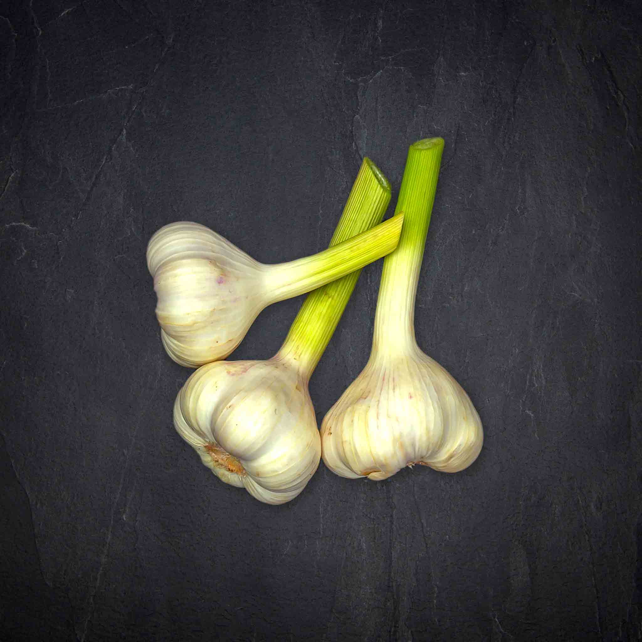 230691_knoblauch_wei_frisch Produktbild: 230691_knoblauch_wei_frisch